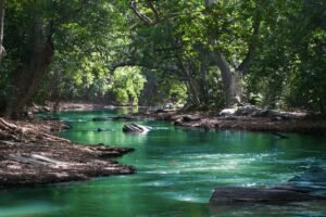 A calm green river flowing gently through a forest, symbolizing trust and acceptance of life's natural flow